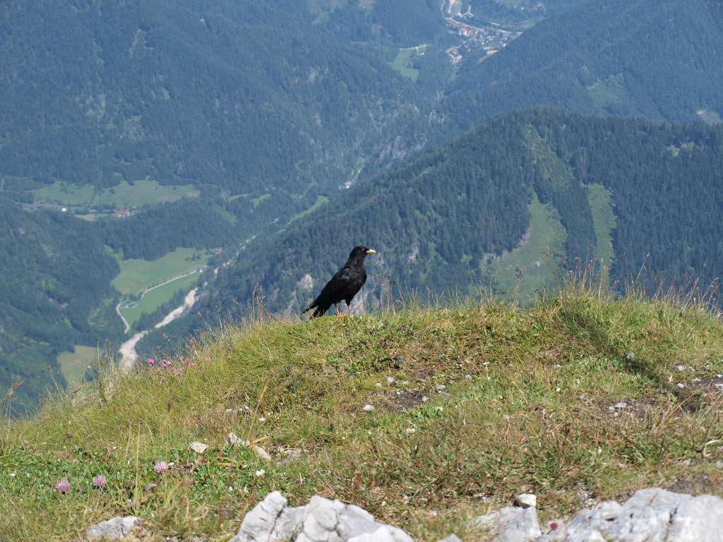Kavka
