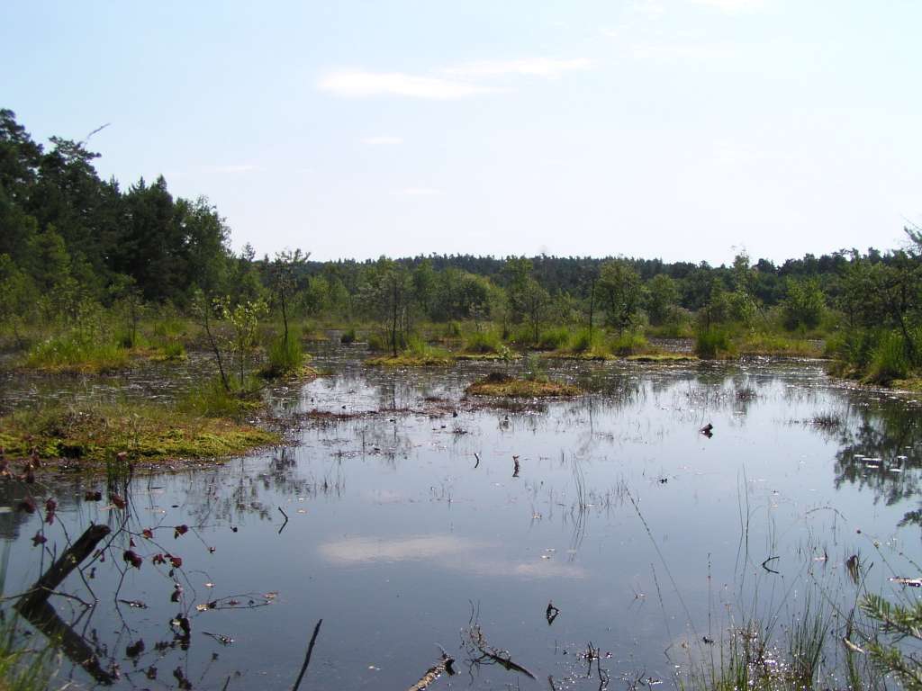 Swamp
