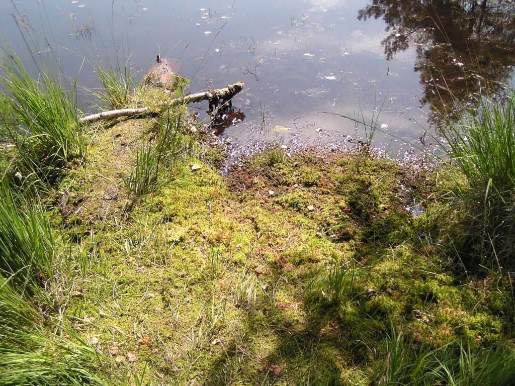 Swamp
