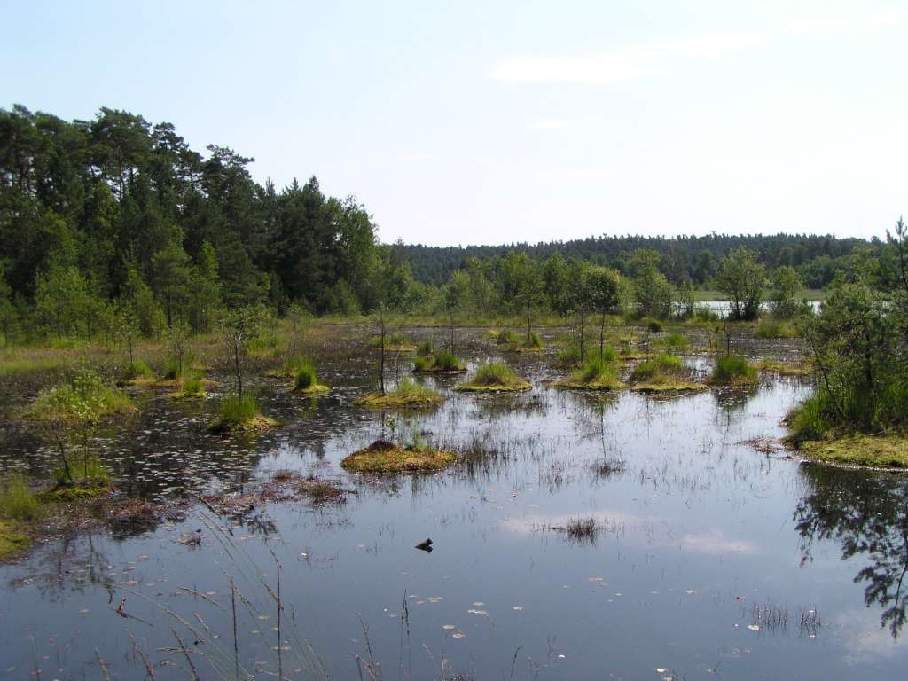 Swamp
