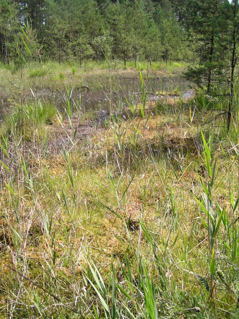 Swamp
