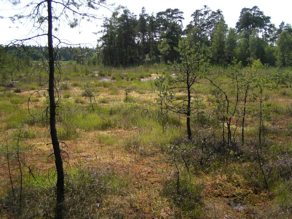 Swamp
