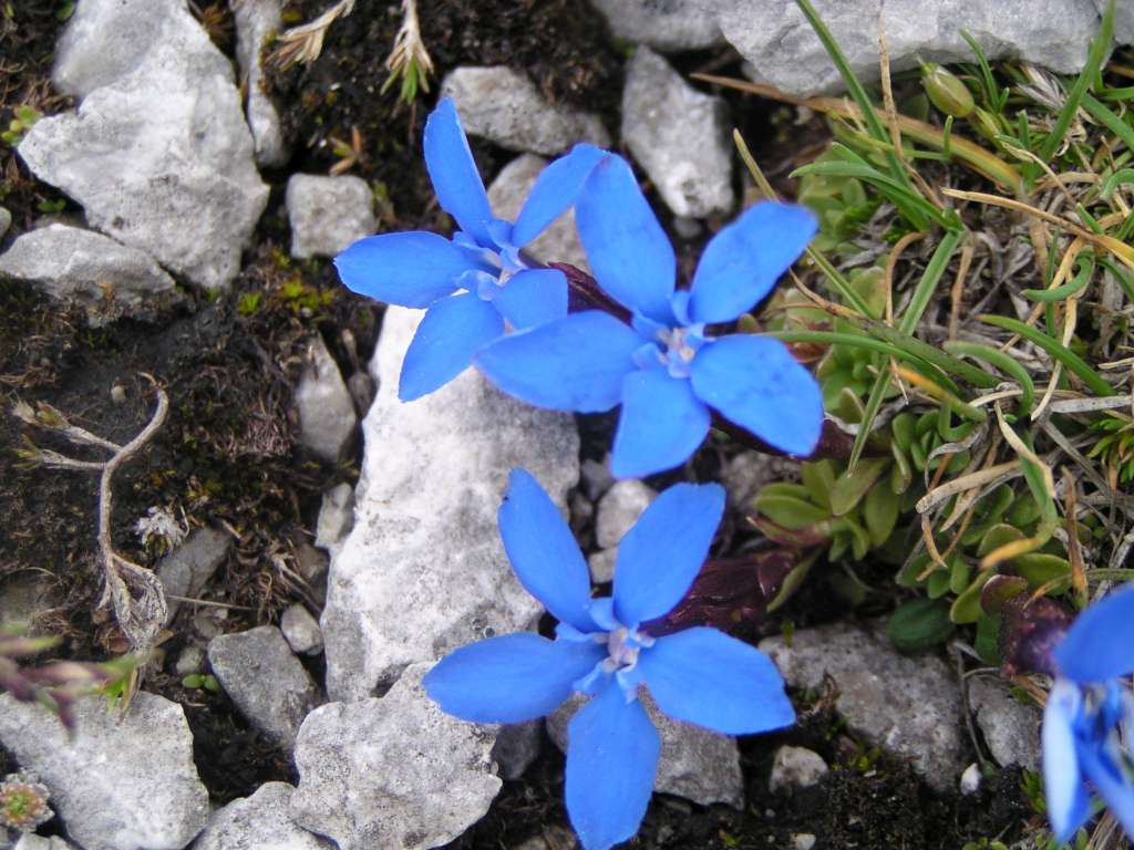 Hořec jarní
