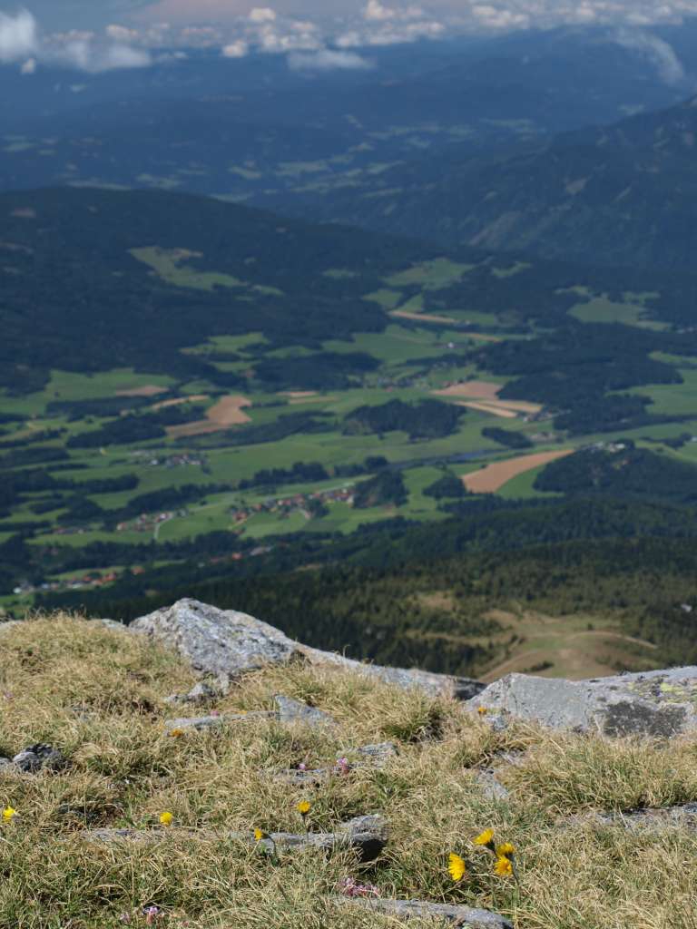 Jestřábník alpský
