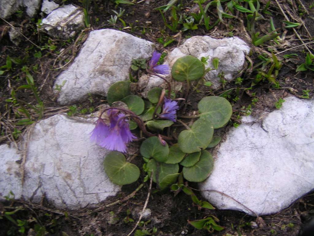 Dřípatka karpatská
