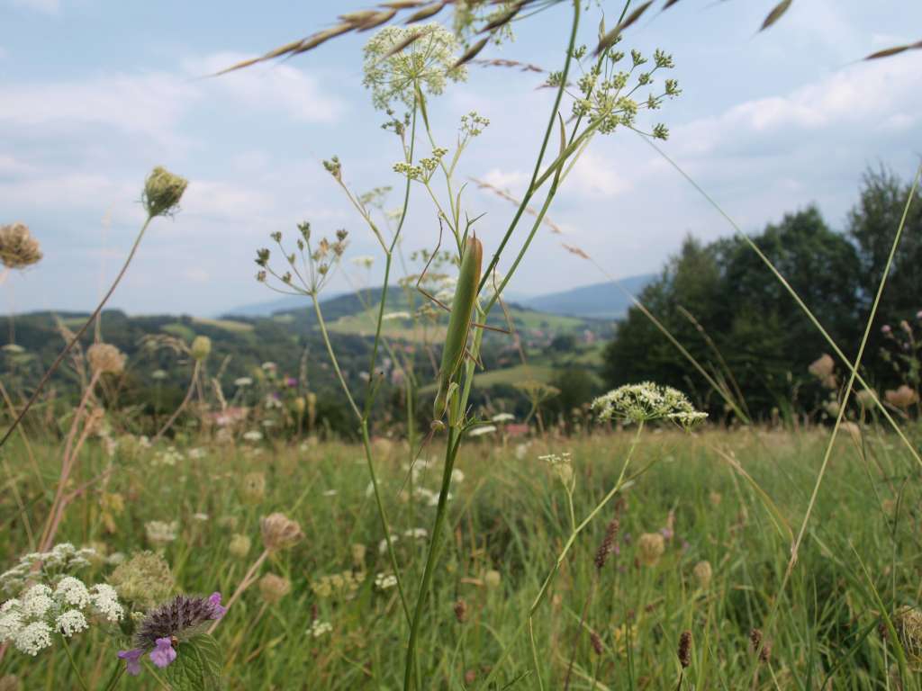 Kudlanka nábožná
