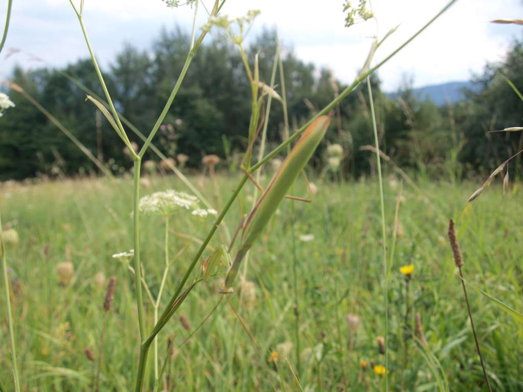 Kudlanka nábožná
