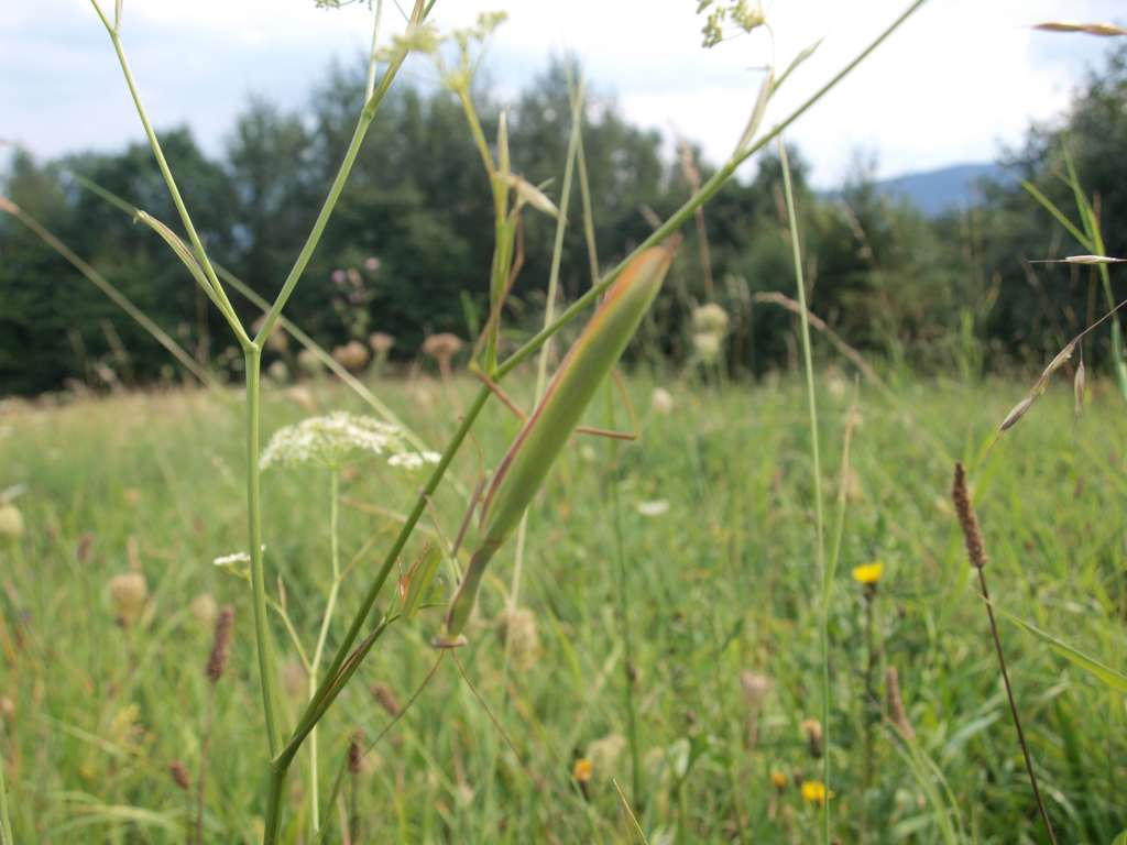 Kudlanka nábožná

