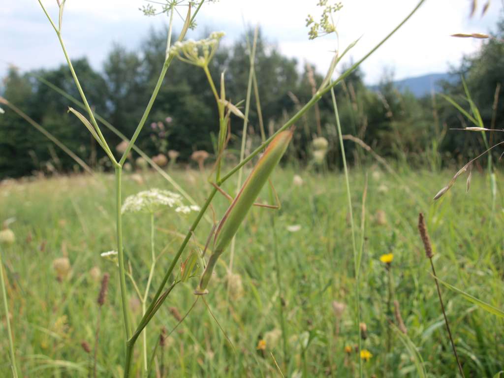 Kudlanka nábožná
