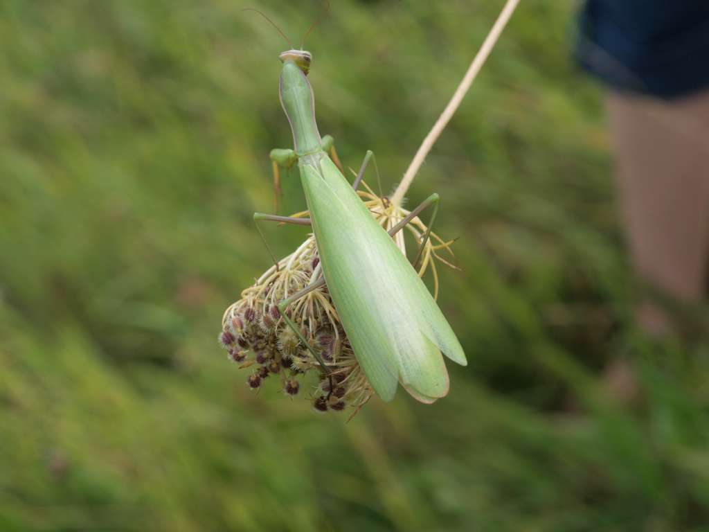 Kudlanka nábožná

