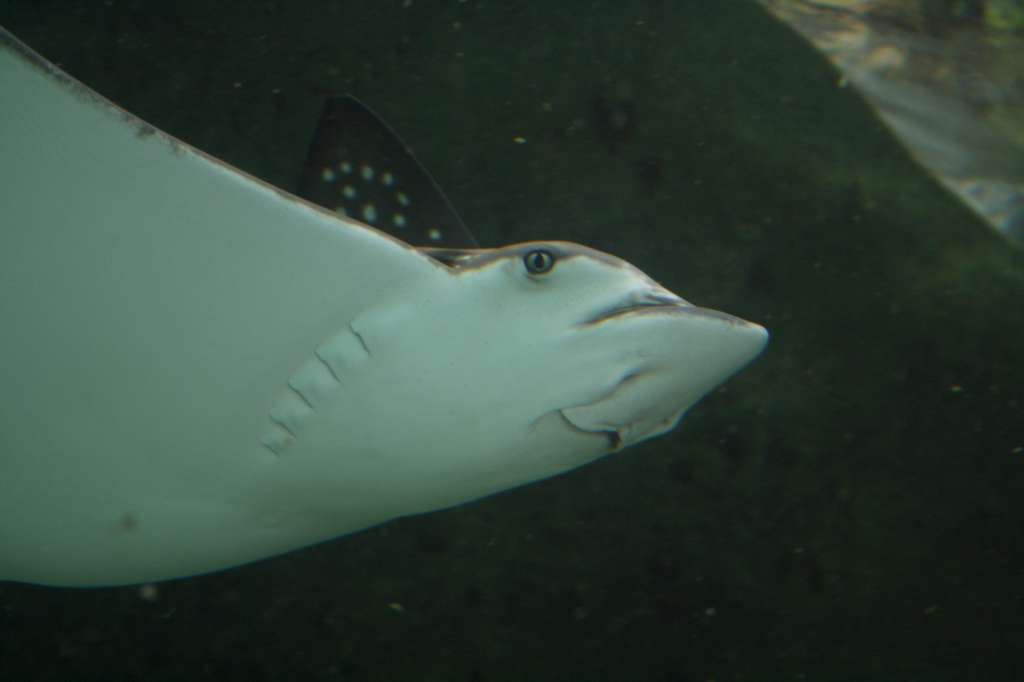 20100921_044328_Vlada_DPP_0426-1024.jpg