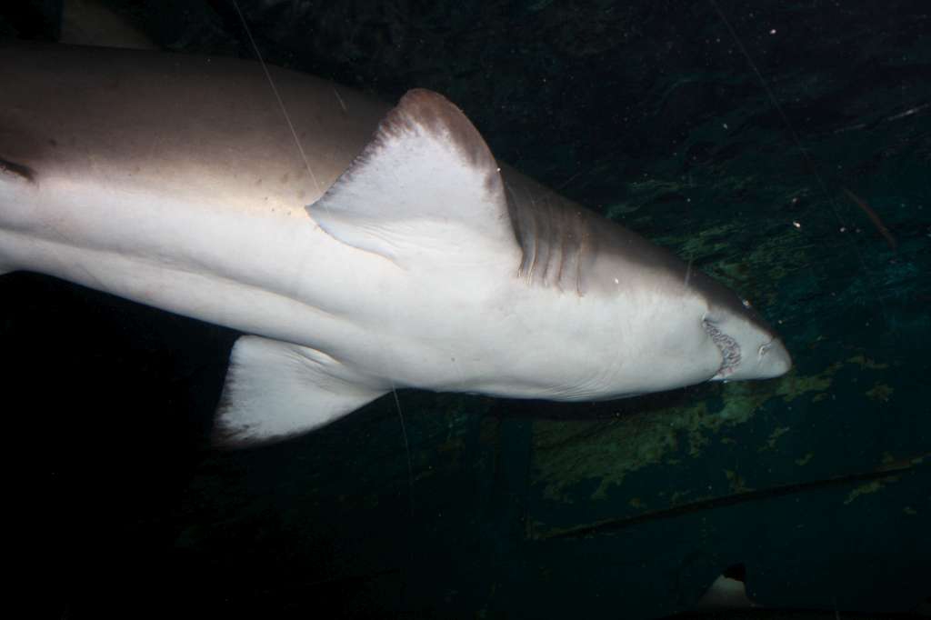 20100921_051234_Vlada_DPP_0483-1024.jpg