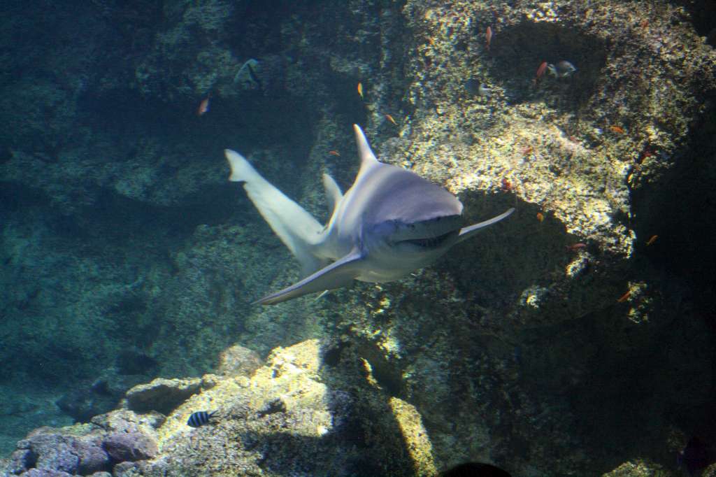 20100921_054639_Vlada_DPP_0524-1024.jpg