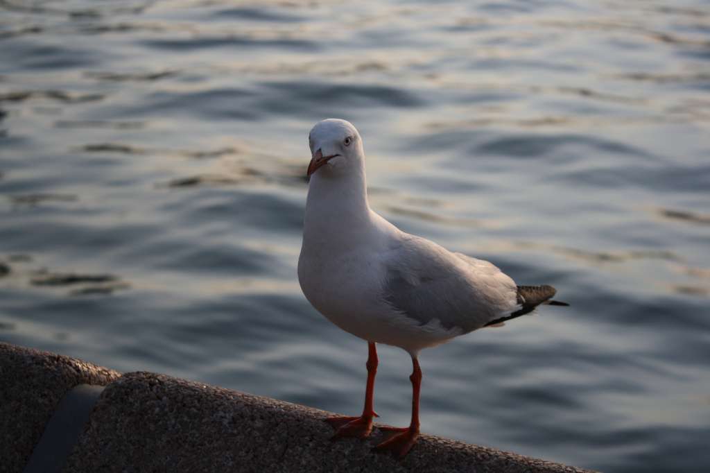 20100922_084404_Vlada_DPP_0816-1024.jpg