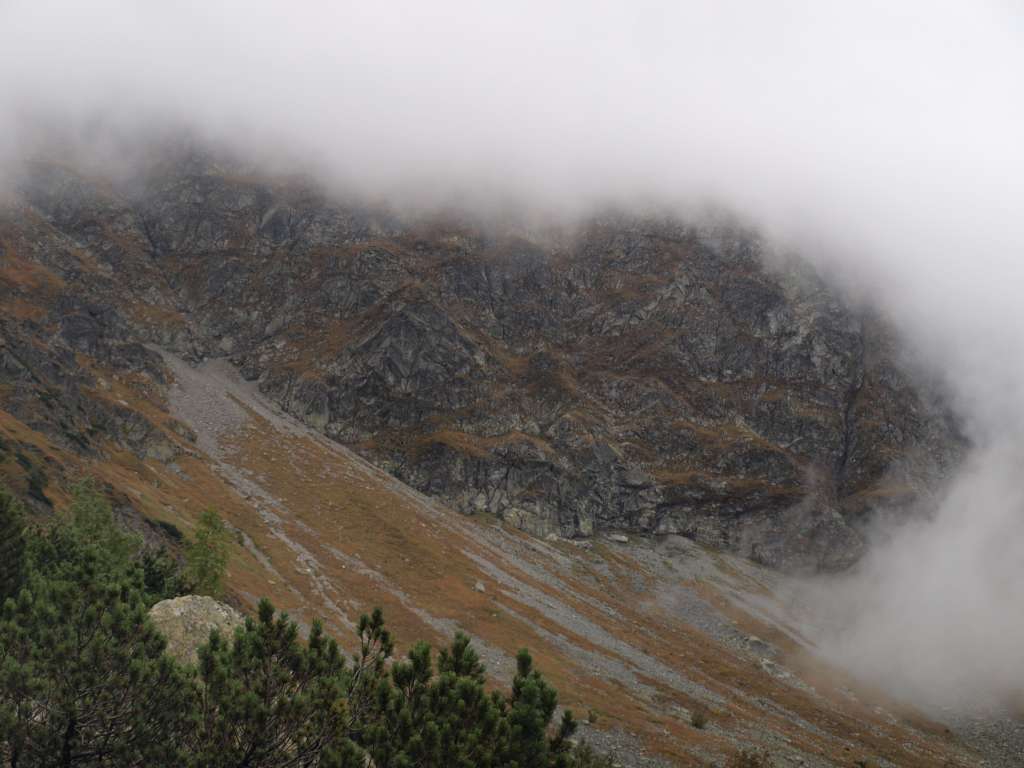 Orava
