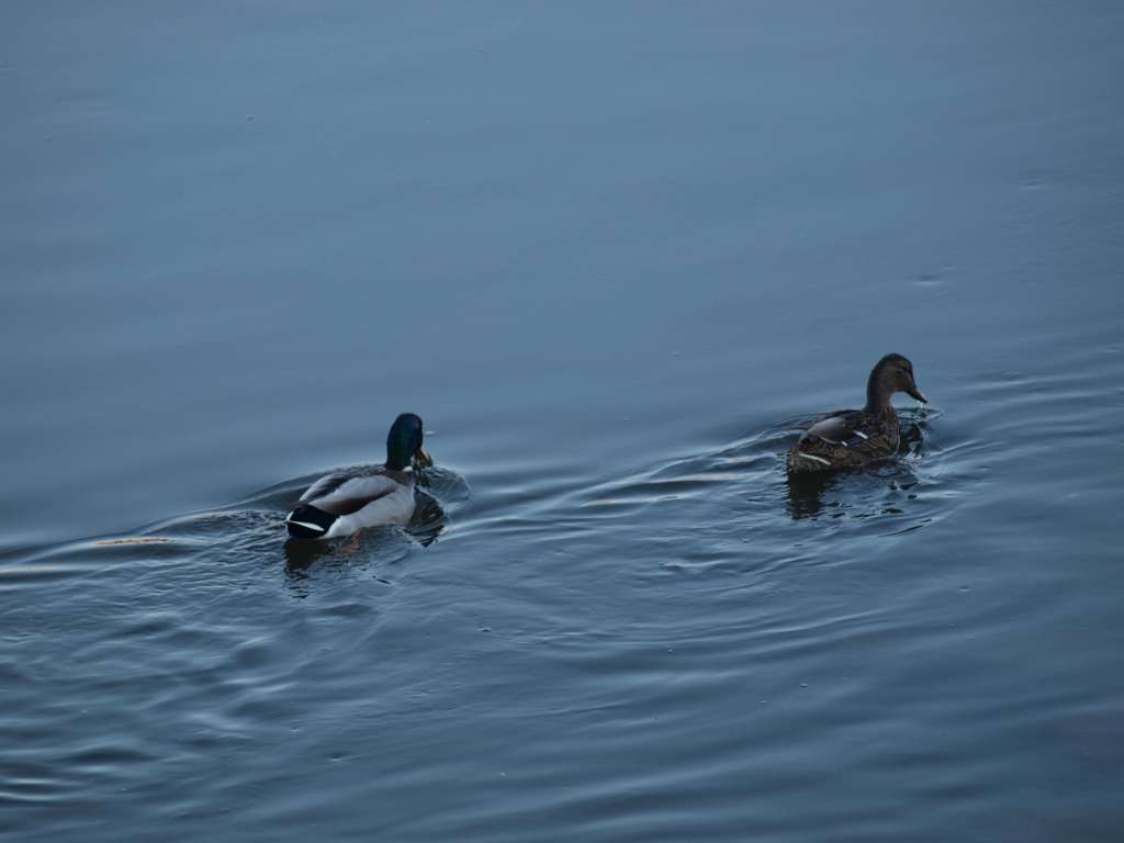 PB111682-1024.jpg