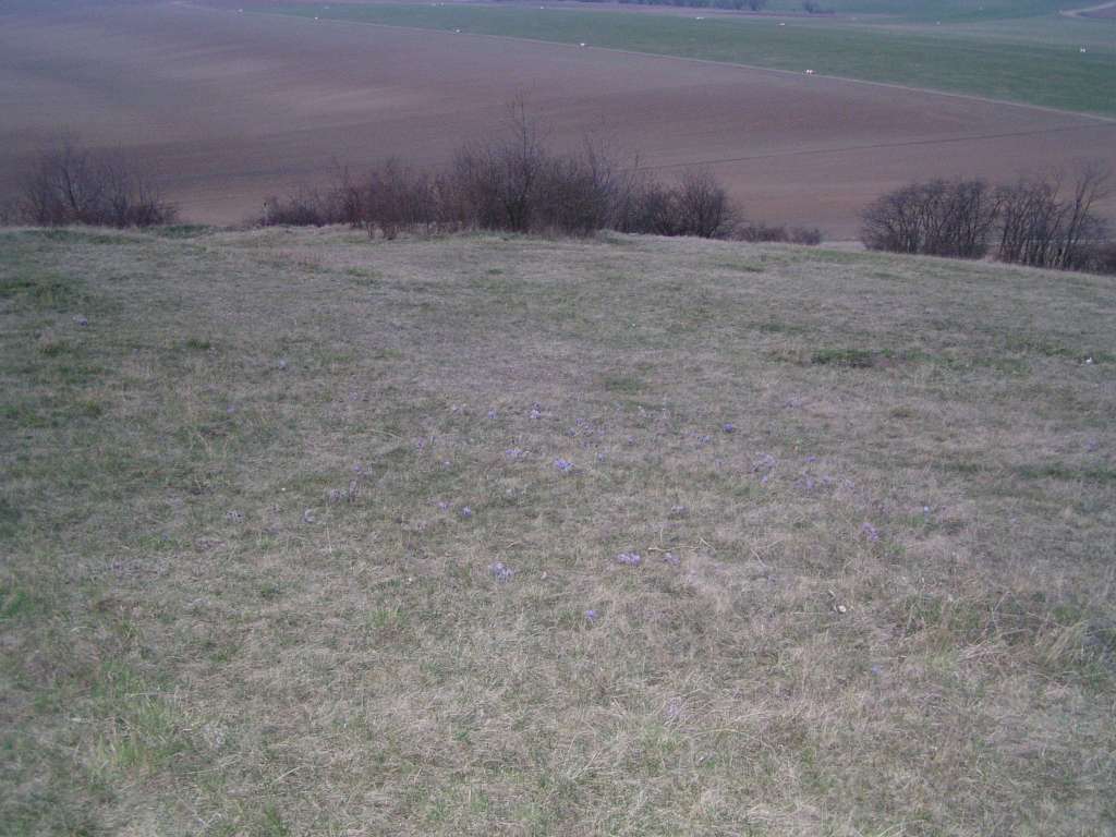 Koniklec velkokvětý
