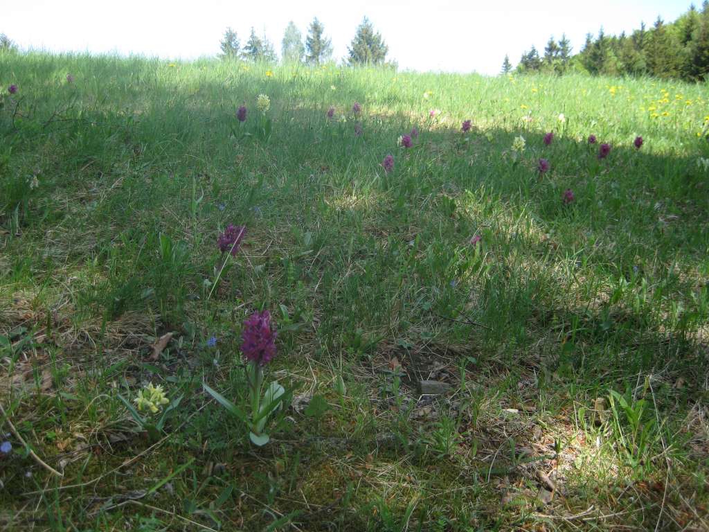 pic_014-1024.jpg
