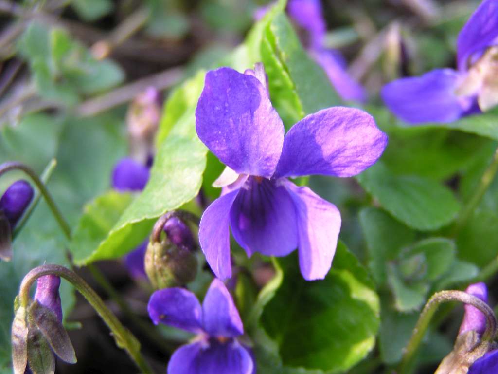 Violka
