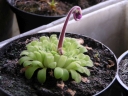Název souboru=Pinguicula_puerto1-1024.jpg
Velikost souboru=262KB
Rozměry=1024x768
Datum přidání=10. Listopad 2010 Pinguicula_puerto1-1024.jpg