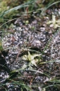 Název souboru=Pinguicula_vulgaris1-1024.jpg
Velikost souboru=299KB
Rozměry=687x1024
Datum přidání=10. Listopad 2010 Pinguicula_vulgaris1-1024.jpg