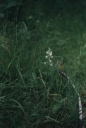 Název souboru=Platanthera_bifolia10-1024.jpg
Velikost souboru=179KB
Rozměry=689x1024
Datum přidání=10. Listopad 2010 Platanthera_bifolia10-1024.jpg