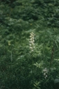Název souboru=Platanthera_bifolia13-1024.jpg
Velikost souboru=197KB
Rozměry=685x1024
Datum přidání=10. Listopad 2010 Platanthera_bifolia13-1024.jpg