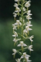 Název souboru=Platanthera_bifolia14-1024.jpg
Velikost souboru=119KB
Rozměry=681x1024
Datum přidání=10. Listopad 2010 Platanthera_bifolia14-1024.jpg