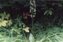 Název souboru=Platanthera_bifolia2-1024.jpg
Velikost souboru=189KB
Rozměry=1024x686
Datum přidání=10. Listopad 2010 Platanthera_bifolia2-1024.jpg