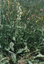 Název souboru=Platanthera_bifolia4-1024.jpg
Velikost souboru=305KB
Rozměry=704x1024
Datum přidání=10. Listopad 2010 Platanthera_bifolia4-1024.jpg