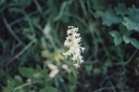 Název souboru=Platanthera_bifolia7-1024.jpg
Velikost souboru=166KB
Rozměry=1024x681
Datum přidání=10. Listopad 2010 Platanthera_bifolia7-1024.jpg