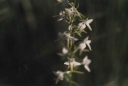 Název souboru=Platanthera_bifolia8-1024.jpg
Velikost souboru=89KB
Rozměry=1024x690
Datum přidání=10. Listopad 2010 Platanthera_bifolia8-1024.jpg