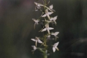 Název souboru=Platanthera_bifolia9-1024.jpg
Velikost souboru=80KB
Rozměry=1024x681
Datum přidání=10. Listopad 2010 Platanthera_bifolia9-1024.jpg