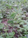 Název souboru=PolygonatumMultiflorum.jpg
Velikost souboru=413KB
Rozměry=768x1024
Datum přidání=10. Listopad 2010 PolygonatumMultiflorum.jpg