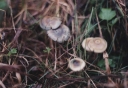 Název souboru=Psilocybe_bohemica2-1024.jpg
Velikost souboru=220KB
Rozměry=1024x705
Datum přidání=10. Listopad 2010 Psilocybe_bohemica2-1024.jpg