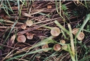 Název souboru=Psilocybe_bohemica3-1024.jpg
Velikost souboru=275KB
Rozměry=1024x702
Datum přidání=10. Listopad 2010 Psilocybe_bohemica3-1024.jpg