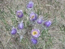 Název souboru=Pulsatilla_grandis14-1024.jpg
Velikost souboru=437KB
Rozměry=1024x768
Datum přidání=10. Listopad 2010 Pulsatilla_grandis14-1024.jpg