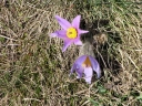 Název souboru=Pulsatilla_grandis2-1024.jpg
Velikost souboru=663KB
Rozměry=1024x768
Datum přidání=10. Listopad 2010 Pulsatilla_grandis2-1024.jpg