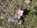 Název souboru=Pulsatilla_grandis3-1024.jpg
Velikost souboru=618KB
Rozměry=1024x768
Datum přidání=10. Listopad 2010 Pulsatilla_grandis3-1024.jpg