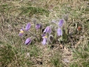 Název souboru=Pulsatilla_grandis7-1024.jpg
Velikost souboru=610KB
Rozměry=1024x768
Datum přidání=10. Listopad 2010 Pulsatilla_grandis7-1024.jpg