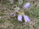 Název souboru=Pulsatilla_grandis9-1024.jpg
Velikost souboru=508KB
Rozměry=1024x768
Datum přidání=10. Listopad 2010 Pulsatilla_grandis9-1024.jpg