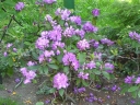 RhododendronSp.jpg