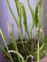 Název souboru=Sarracenia_allata1-1024.jpg
Velikost souboru=193KB
Rozměry=768x1024
Datum přidání=10. Listopad 2010 Sarracenia_allata1-1024.jpg
