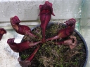 Název souboru=Sarracenia_purpurea1-1024.jpg
Velikost souboru=366KB
Rozměry=1024x768
Datum přidání=10. Listopad 2010 Sarracenia_purpurea1-1024.jpg