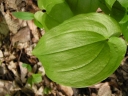 SmilacinaBifolia1.jpg