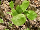 SmilacinaBifolia2.jpg