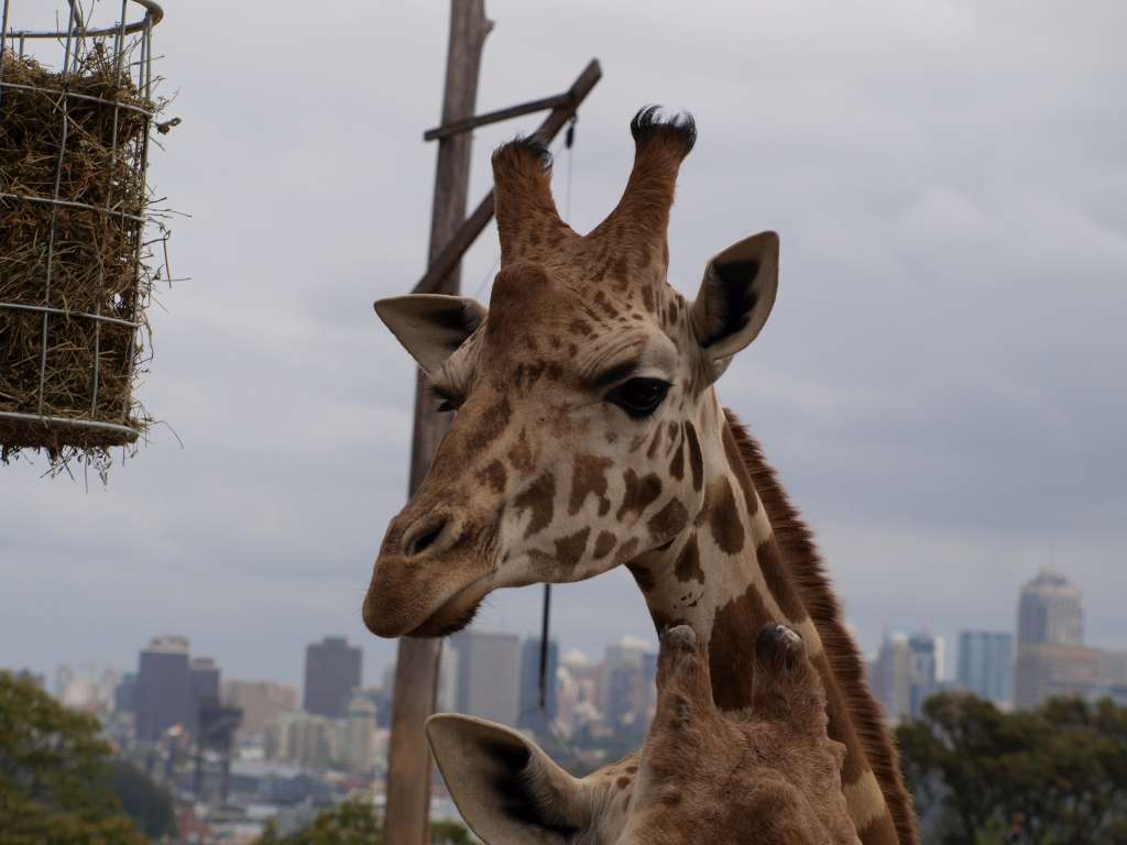 20100923_062257_Zbynek_P9237774-1024.jpg