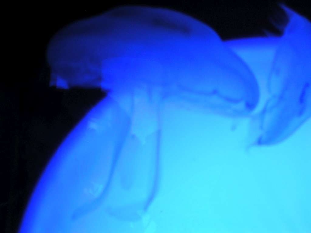 512T0341-1024.jpg