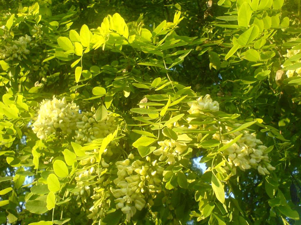 DSC00350-1024.jpg