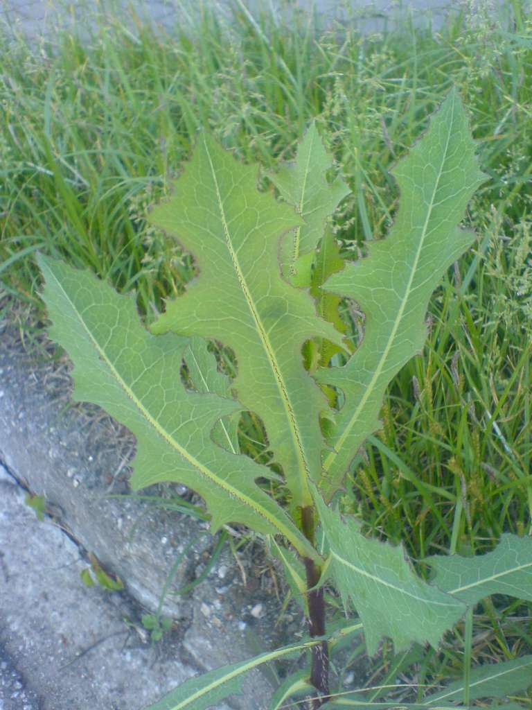 DSC00355-1024.jpg